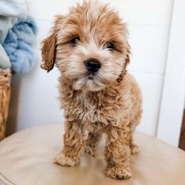 Oliver - Cream male Cockapoo puppy in Preston, Idaho from Rocking JH Pup Co