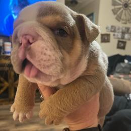 Juice - Lilac tri-color male Bulldog puppy in Seneca, South Carolina from Burrell’s Bulldog Kingdom