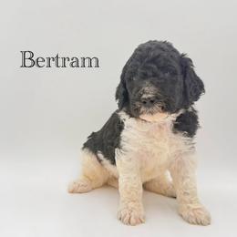 Bertram - Parti male Goldendoodle puppy in Milford, Pennsylvania from Doodles Are Golden