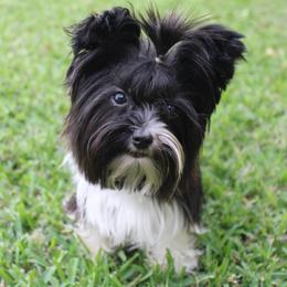 Mavis - Parti female Yorkshire Terrier puppy in Eastland, Texas from Peach Yorkies