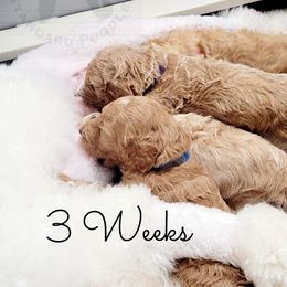 Poodle Puppies from Serene Arenas' Standard Poodles