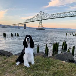 English Springer Spaniel All Grown Up from Tandem English Springer Spaniels