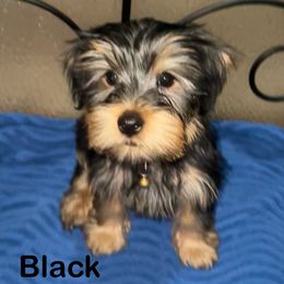 Companion Cross Puppies from Southern Snorkies