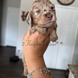 Link💚 - Dapple male Dachshund puppy in New Braunfels, Texas from 2 Knights Doxies