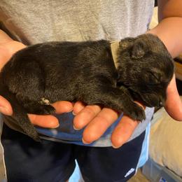 Gray collar - Sable female German Shepherd puppy in Rathdrum, Idaho from Angelina's German Shepherds