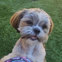Brian - Brindle male Shih Tzu puppy in Victorville, California from RUMBLE n TUMBLE