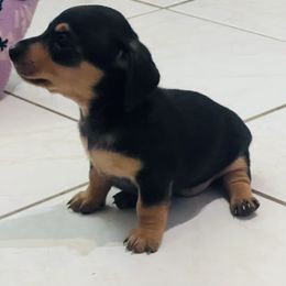 Dachshund Puppies from George Pidgeon