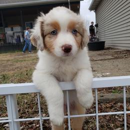 Aussiedoodle and Australian Shepherd Puppies from Rockin' Aussies