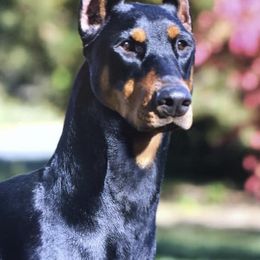 Doberman Pinschers from Masterpiece Dobermans