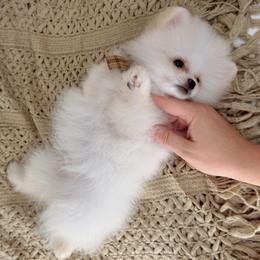 Colby - Cream male Pomeranian puppy in California from Petite Poms Of CA