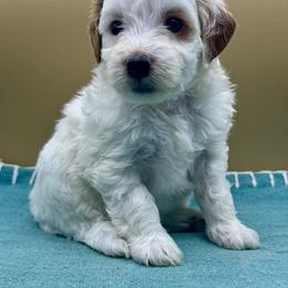 Mojito - Parti female Goldendoodle puppy in Hendersonville, North Carolina from Kim's Cove