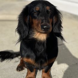 Theo - Dachshund