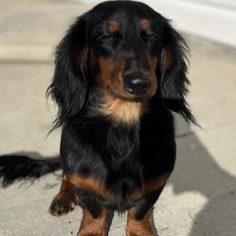 Theo - Dachshund