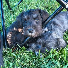 Zac AKC - Black male Miniature Schnauzer puppy in Las Vegas, Nevada from Byrd's House