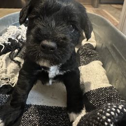 Miniature Schnauzer Puppies from Stevens Mini Schnauzers