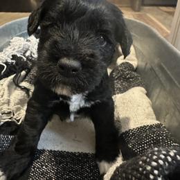 Miniature Schnauzer Puppies from Stevens Mini Schnauzers