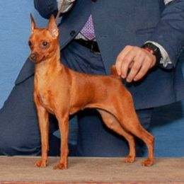 Rocket - Miniature Pinscher