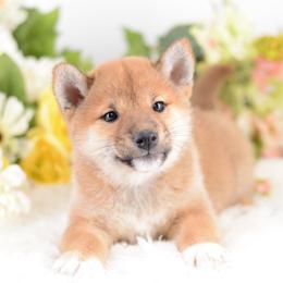 Matcha Red Girl - Red female Shiba Inu puppy in Neosho, Missouri from Sunny Terrace Shibas