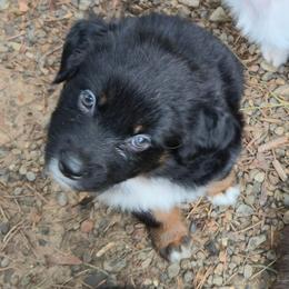 Coco - Black tri-color female Australian Shepherd puppy in Washington from Arbor hill Australian Shepherds
