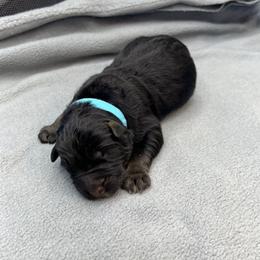 Boy 6 - Black and tan male German Shepherd puppy in Sharon Grove, Kentucky from Julie’s Shepherds