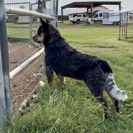 Australian Cattle Dog Puppies from Camira Ranch Australian Cattle Dogs