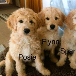 Goldendoodle Puppies from CharLia's Holistic English Cream Golden Retrievers & Doodles