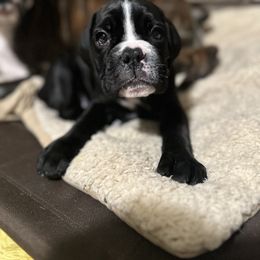 Boxer Puppies from A&B Euro Boxers, LLC