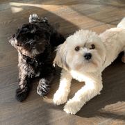 Papa Bear - Shorkie