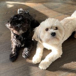Papa Bear - Shorkie