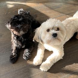 Papa Bear - Shorkie