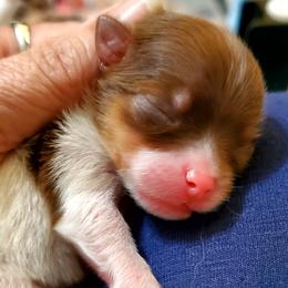 Parti Princes - Chocolate parti female Pomeranian puppy in Forsyth, Illinois from Amazing Grace Pomeranians