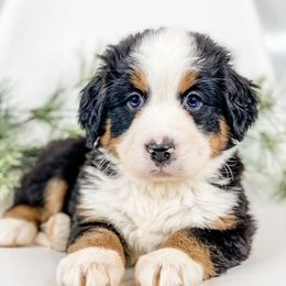 Balsam (Pink Collar) - Black rust and white female Bernese Mountain Dog puppy in Hudson, Indiana from TurkeyCreek-K9