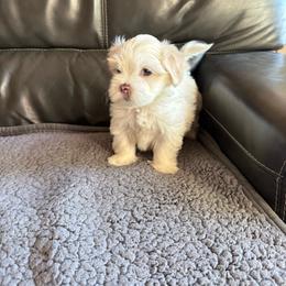 Aurora - White male Poodle puppy in Pueblo West, Colorado from Little Paws Poodles