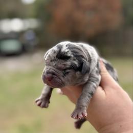 Sinner - Blue merle male Catahoula Leopard Dog puppy in Okeechobee, Florida from Lazy 44 Catahoulas