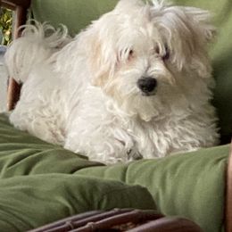 Havanese Puppies from Kim's Puppy Palace