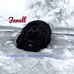 Girl 5 - Black female Newfoundland puppy in Cortez, Colorado from Bear Heart Newfoundlands, LLC