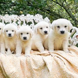 Golden Retriever Puppies from Chirping Meadows Goldens