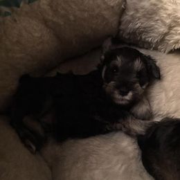 Miniature Schnauzers from Ebonheir Miniature Schnauzers