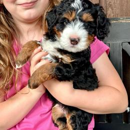 Astro - Tri-color male Bernedoodle puppy in Florence, South Carolina from Candy Doodles