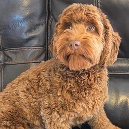 Cayenne - CM0547 - Caramel red male Australian Labradoodle puppy in Easley, South Carolina from Royal Diamond Labradoodles