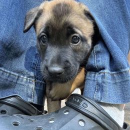 Ruby - Belgian Malinois puppy from By Your Side Canines
