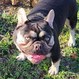 Bailey - French Bulldog