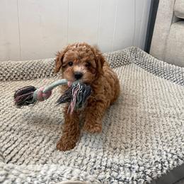 Ginger - Red female Cavapoo puppy in Sugarcreek, Ohio from True Hearted Doodles