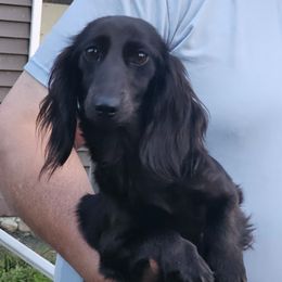 Flower - Dachshund