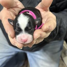 Tri fuchsia - Tri-color female Bernedoodle puppy in Petersburg, Michigan from Brittany’s Mini Bernedoodles