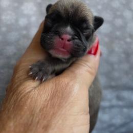 Tiny Tim - Fawn male French Bulldog puppy in Polk City, Florida from Best Friend Frenchies, LLC