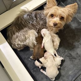 Morkie puppies from MC Kennels