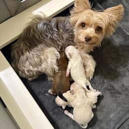 Morkie puppies from MC Kennels