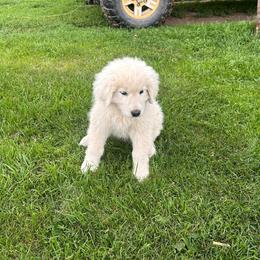 Male 6 - White male Maremma Sheepdog puppy in New Auburn, Wisconsin from Cordell Corgis