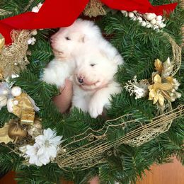 Samoyed Puppies from Falling cedar farm samoyeds
